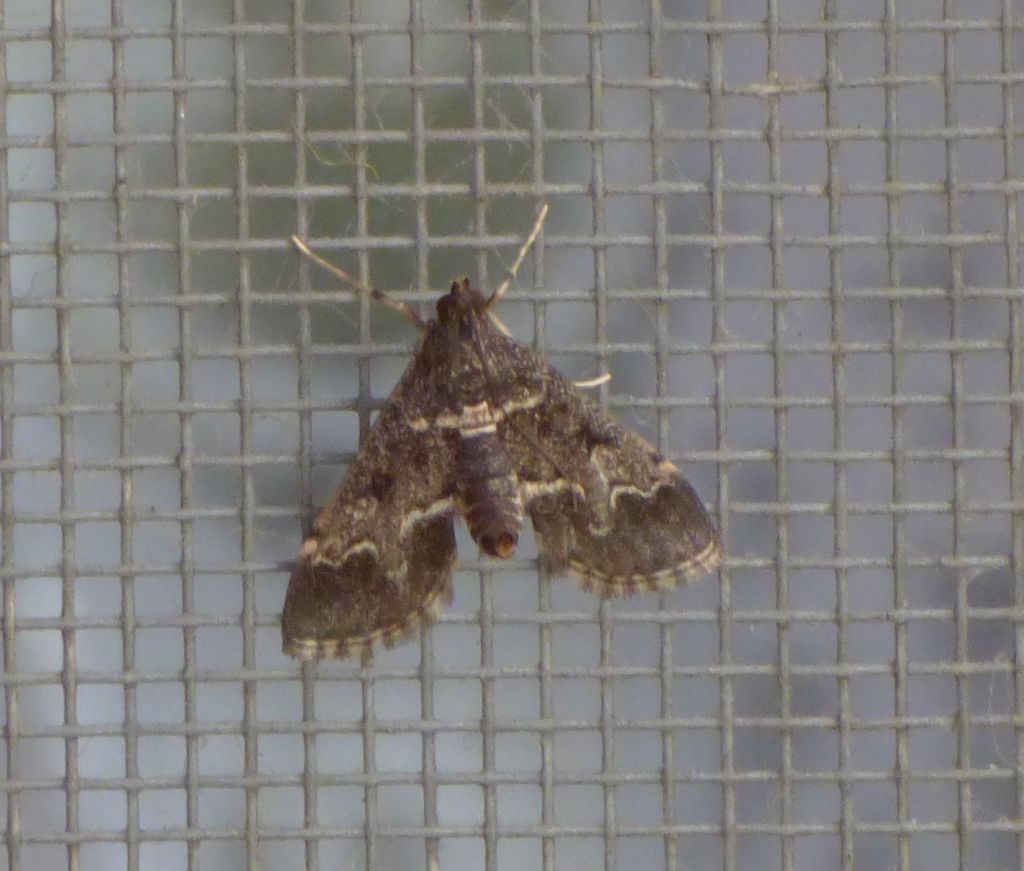 Pyrausta? No, Duponchelia fovealis, Crambidae